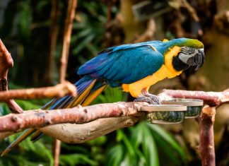 Macaw Parrot Price in India: An Extensive Aide macaw parrot price in India
