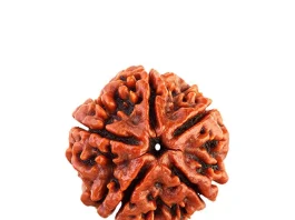 Discover the Magic of 5 Mukhi Rudraksha Bannerghatta Road: A Spiritual Journey in Bangalore 5 Mukhi Rudraksha Bannerghatta Road