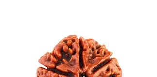 Discover the Magic of 5 Mukhi Rudraksha Bannerghatta Road: A Spiritual Journey in Bangalore 5 Mukhi Rudraksha Bannerghatta Road