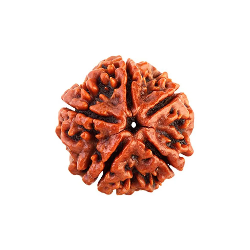 5 Mukhi Rudraksha Bannerghatta Road 5 Mukhi Rudraksha Bannerghatta Road
